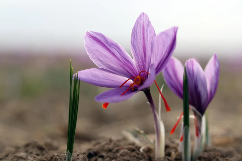 علائم سرمازدگی زعفران