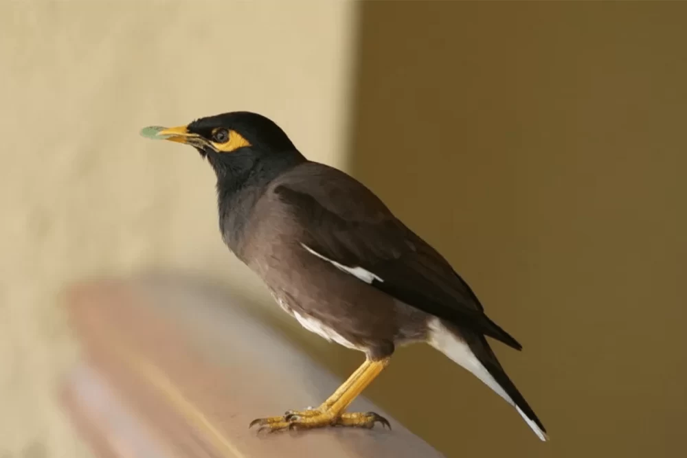 حرف نزدن مرغ مینا