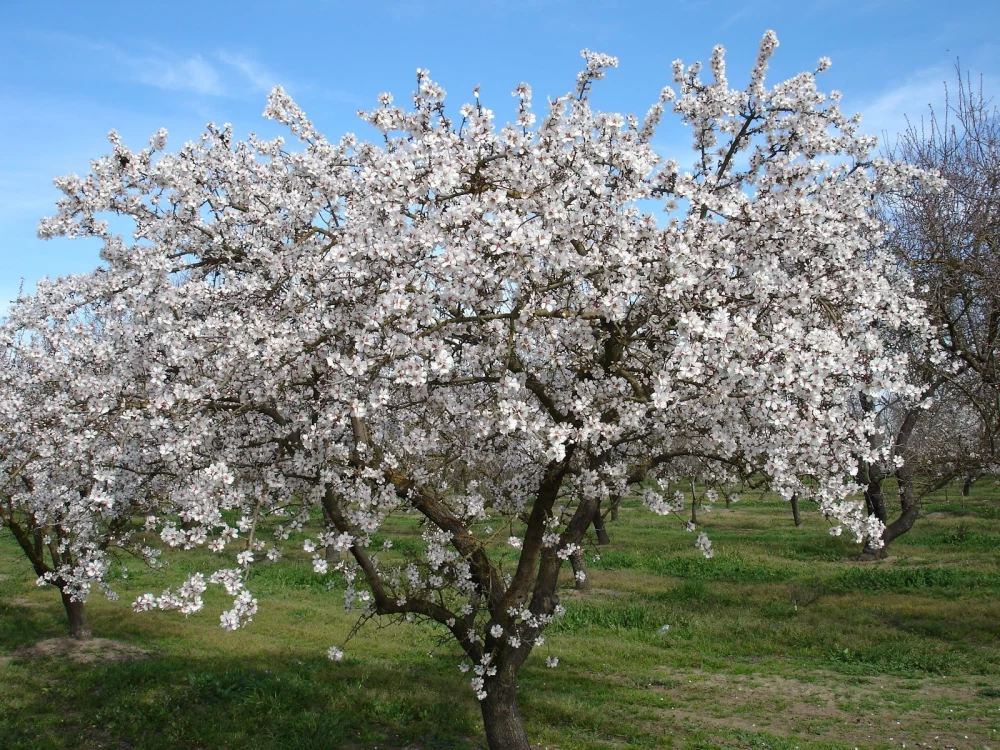 ریزش شکوفه و میوه درختان
