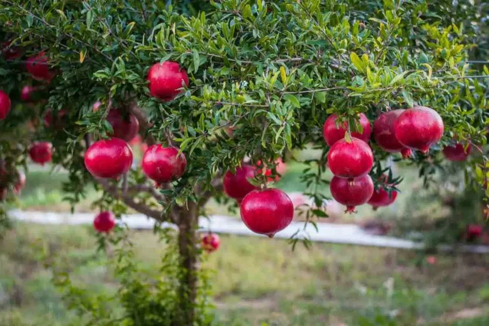 مضرات نمک بر درخت انار