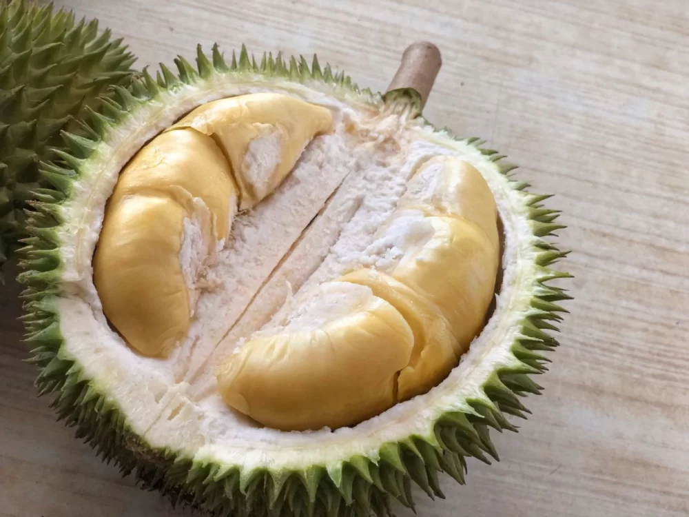 روش نگهداری خارگیل در منزل