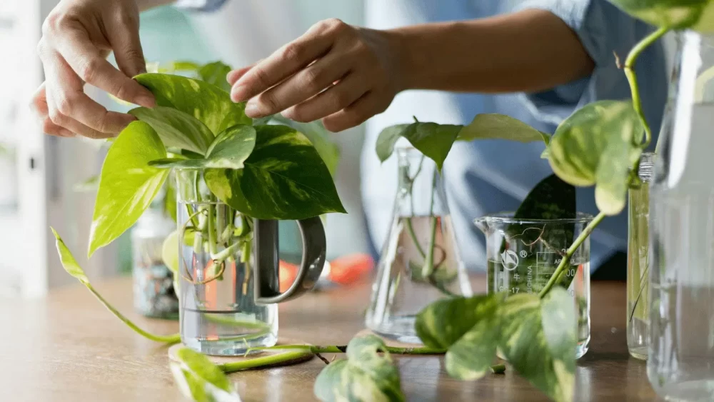 کودهای مایع برای گیاهان آبزی
