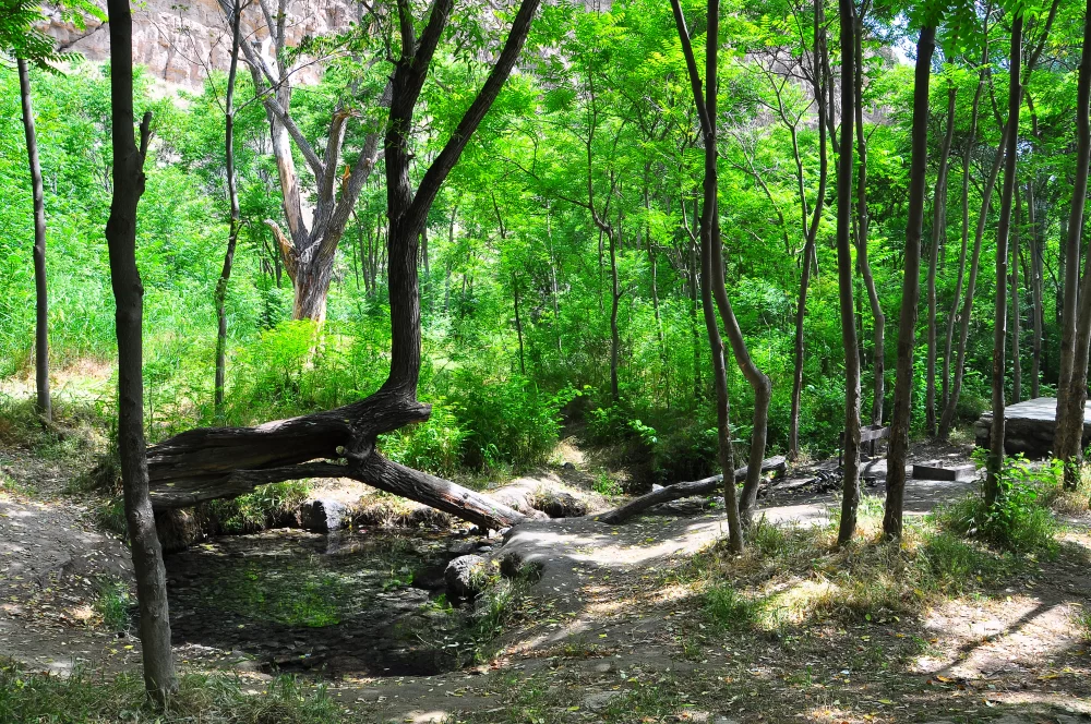 پوشش گیاهی پارک تندوره