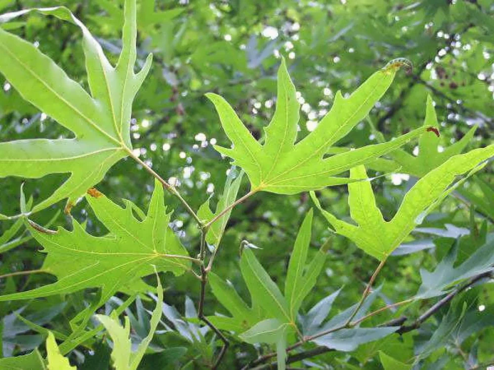 کوددهی به درخت چنار