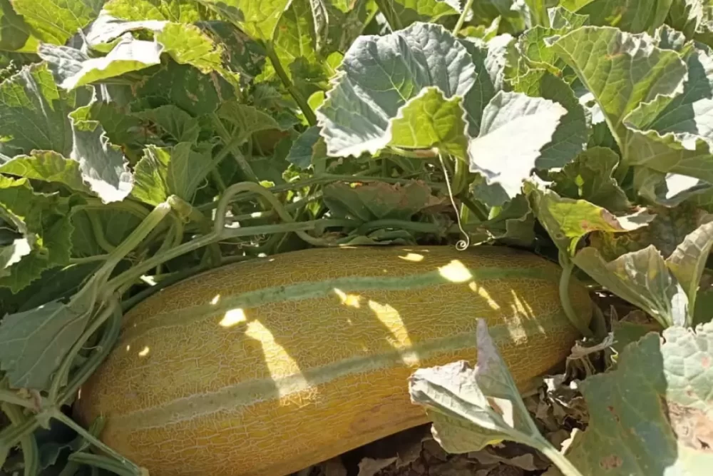 کود برای خربزه