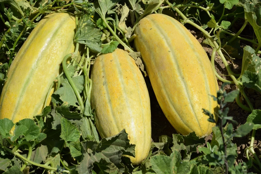 روش استفاده از کود برای خربزه