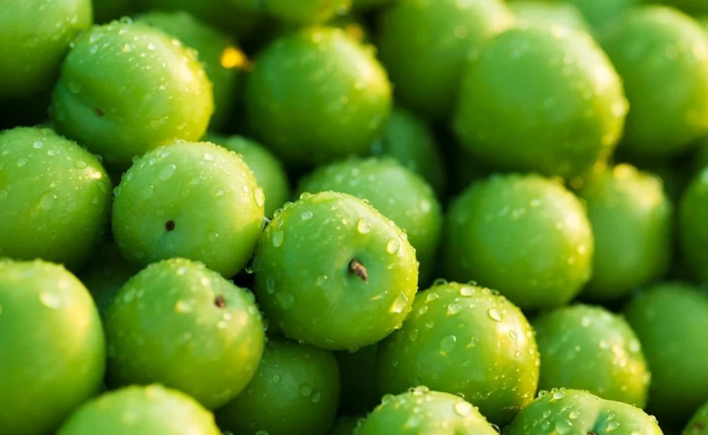 نگهداری گوجه سبز