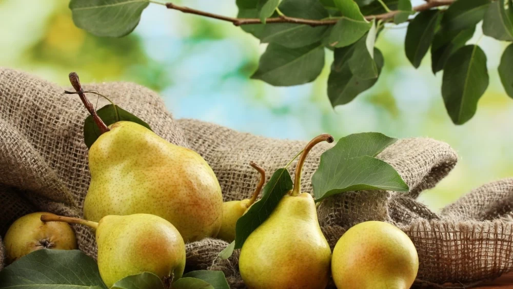 کود برای افزایش رشد گلابی