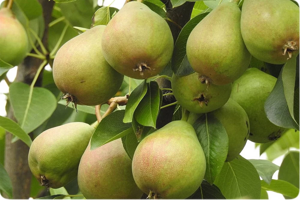 بهترین کود برای درخت گلابی 