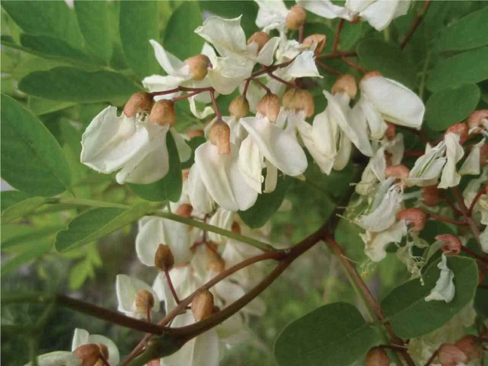 معایب درخت اقاقیا