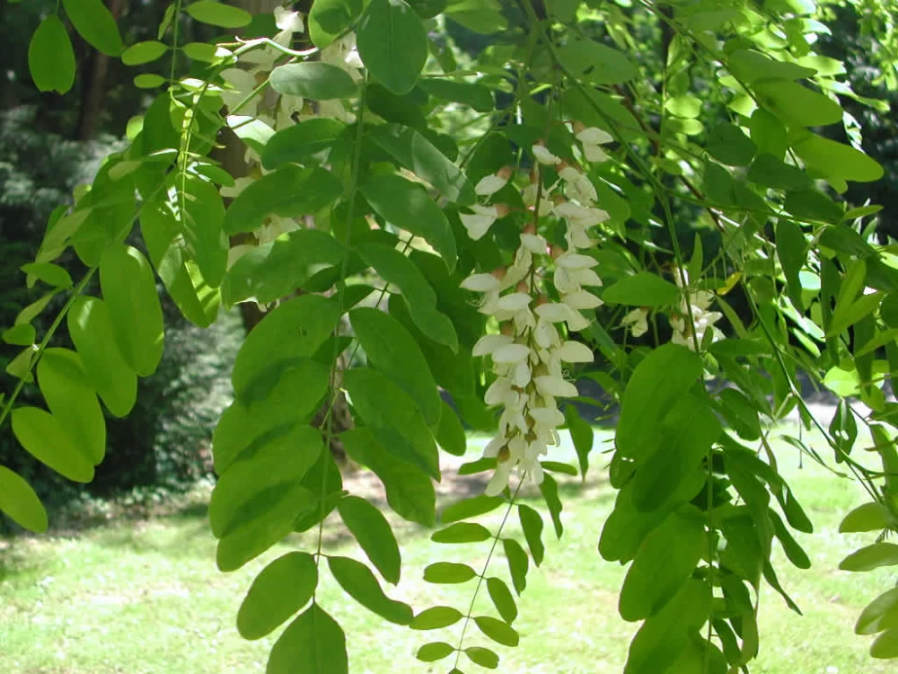 دردسرهای درخت اقاقیا