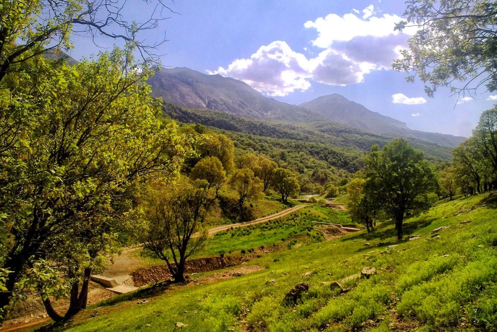 تصاویر جنگل فندقلو