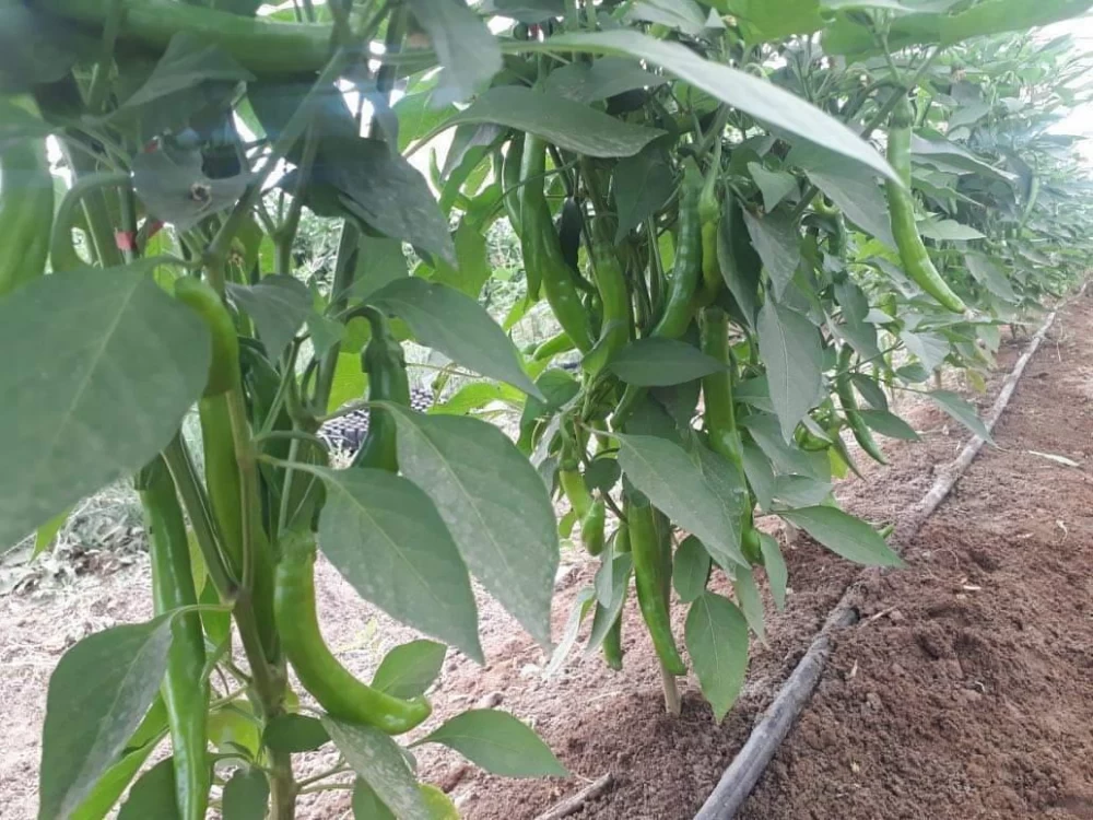 خاک مناسب برای فلفل