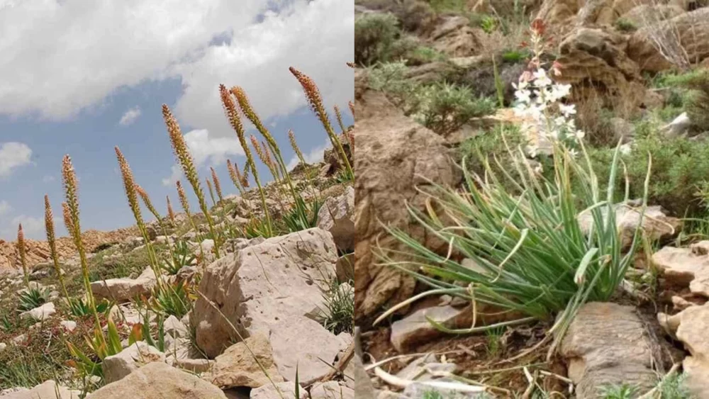 با گیاه معجزه گر سریش یا چسب کوهی آشنا شوید !