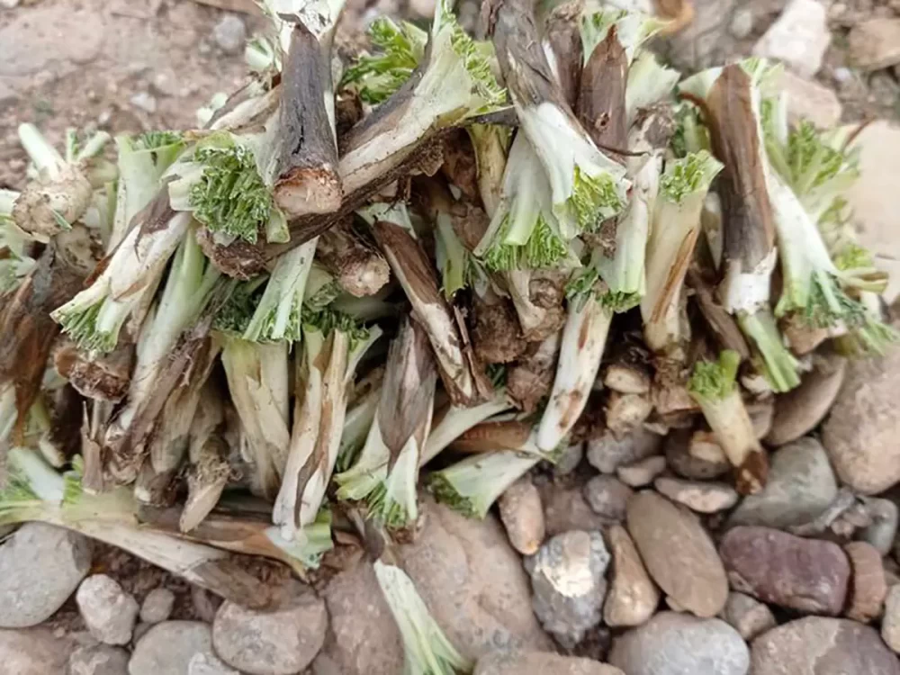 خواص کنگر برای کودکان