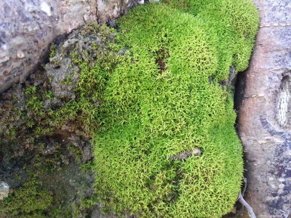 گیاه اشنه