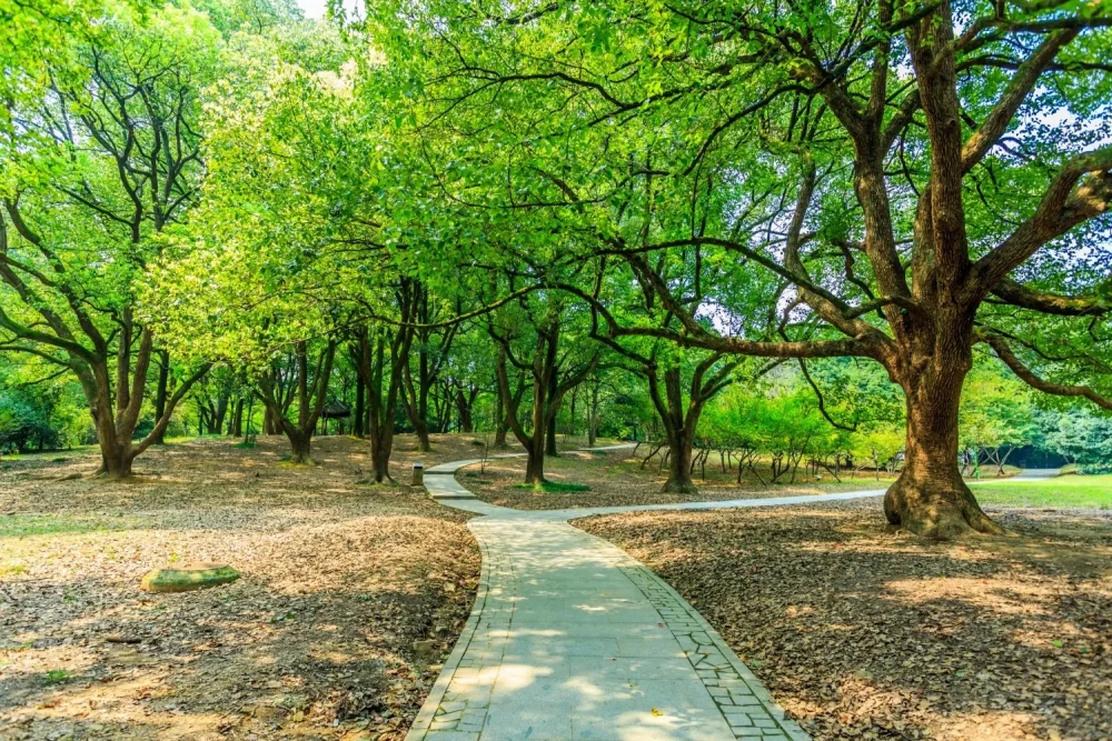 پارک جنگلی توسکا چشمه