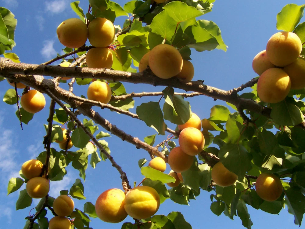 کمبود پتاسیم برای درختان زردآلو