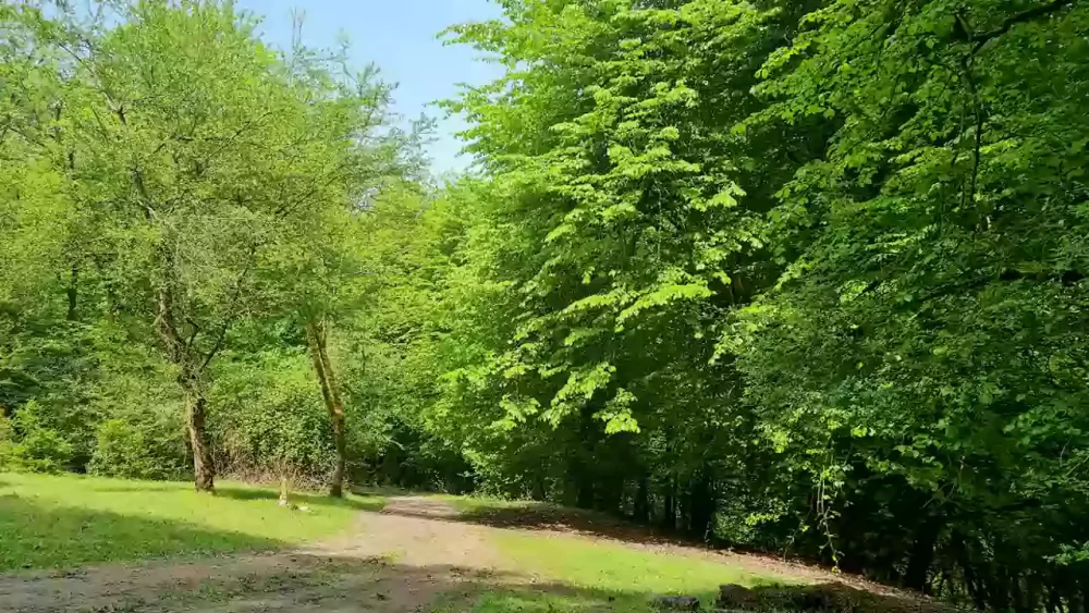 جنگل بلیران
