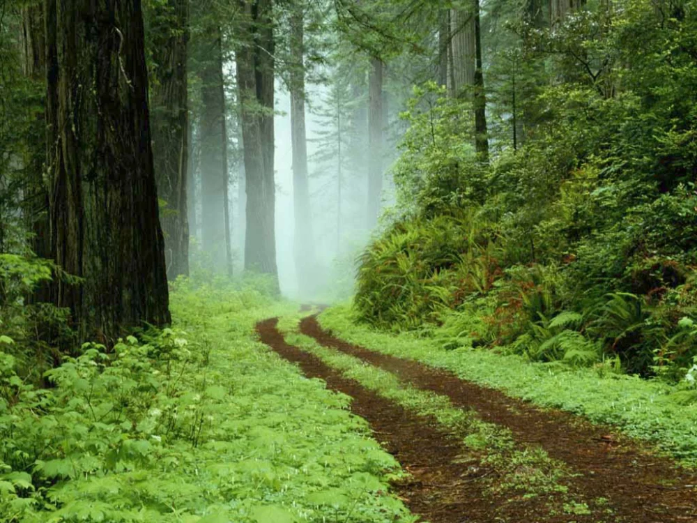 جنگل بلیران کجاست؟