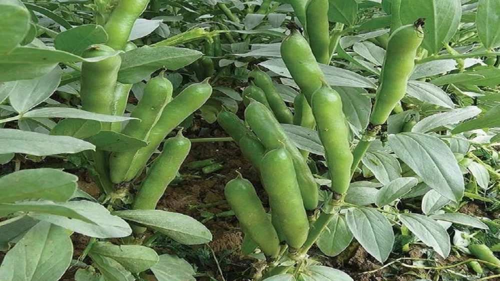 کاشت و برداشت باقلا