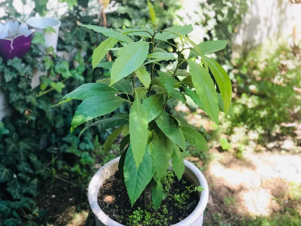 میوه ندادن آووکادو