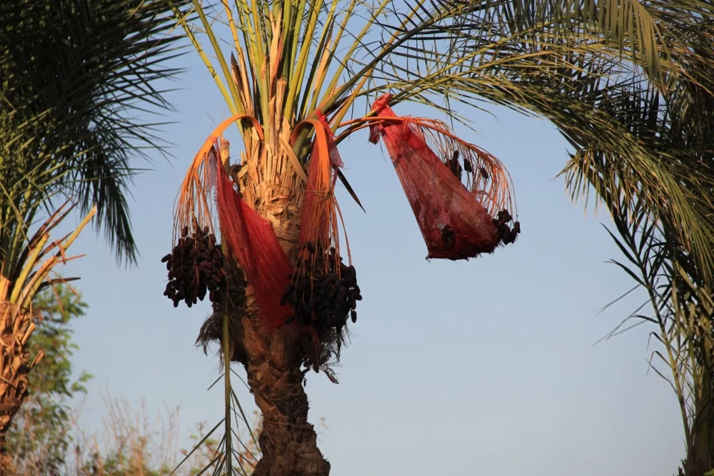 خراب شدن درخت خرما