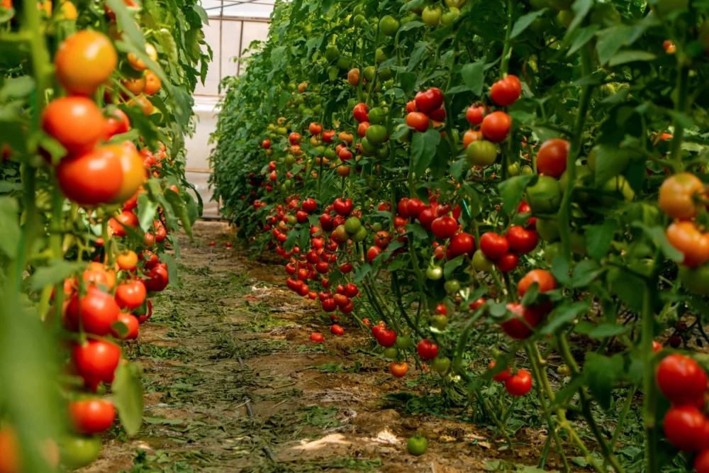 قرمز نشدن گوجه فرنگی