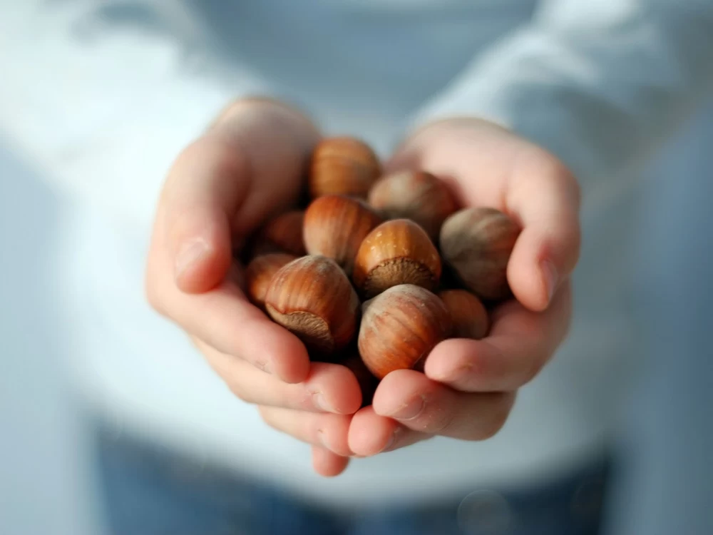 خاصیت فندق برای کودکان