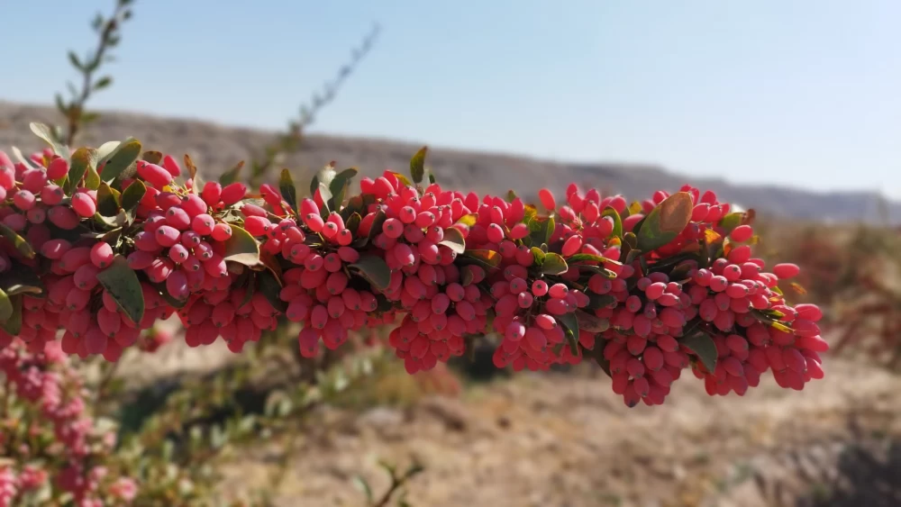 رشد سریع نهال زرشک