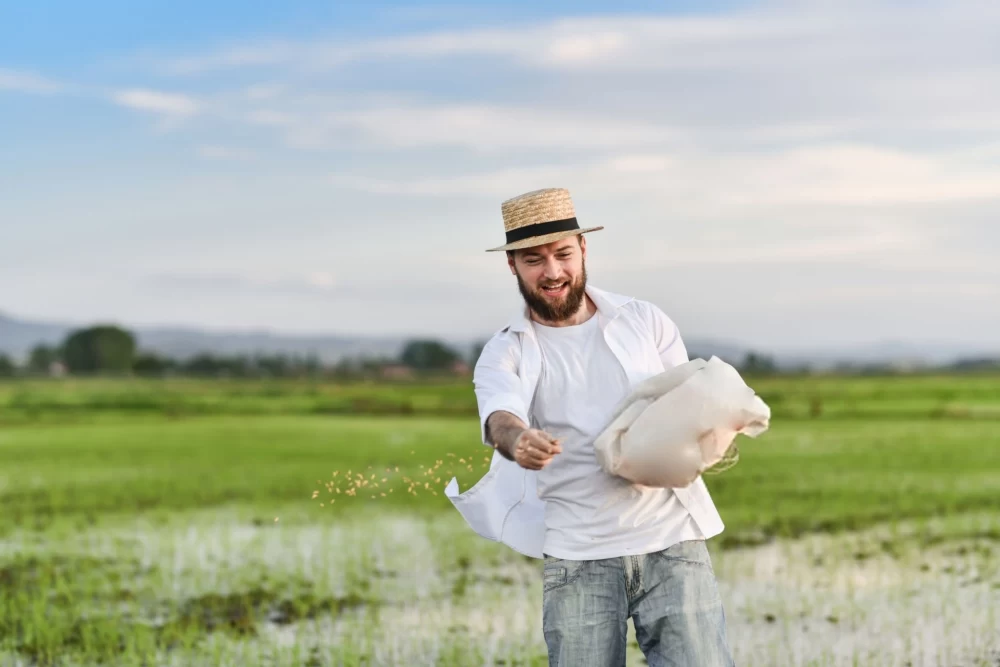 کود برای برنج
