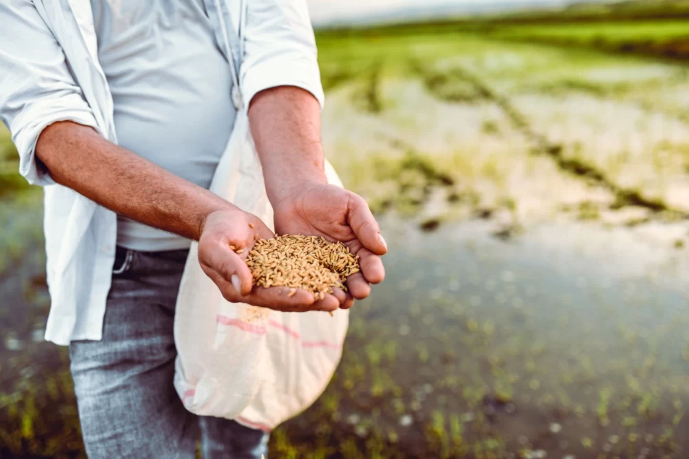 کود برای برنج