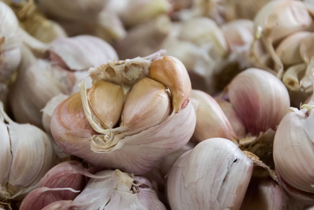 خواص سیر برای معده