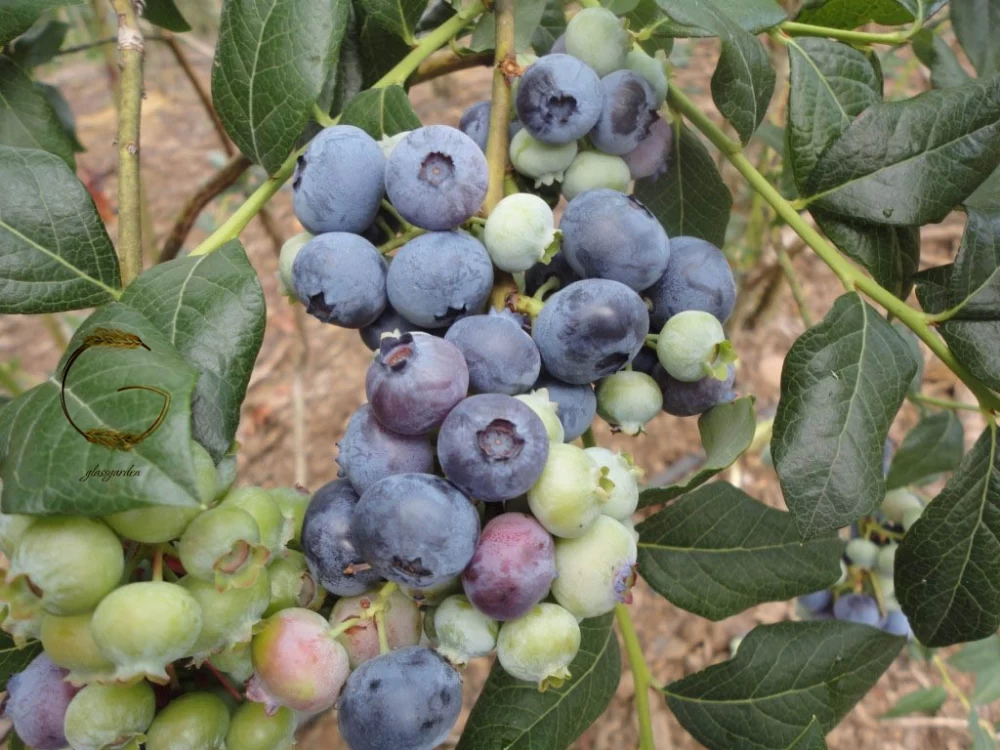 کاشت بلوبری