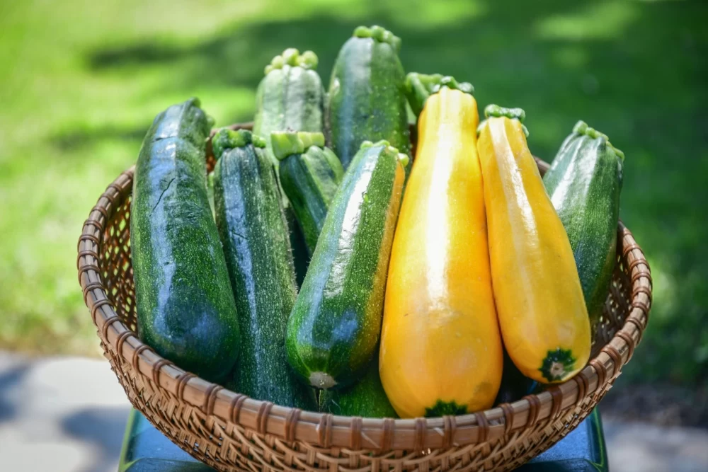 فواید کدو سبز برای معده