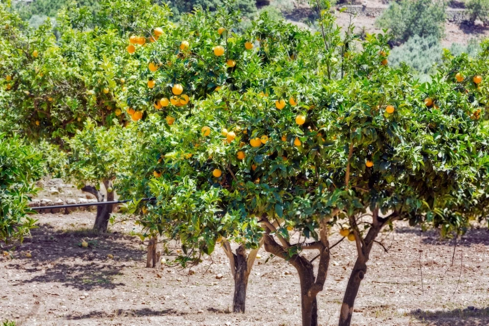 باردهی کم درخت پرتقال