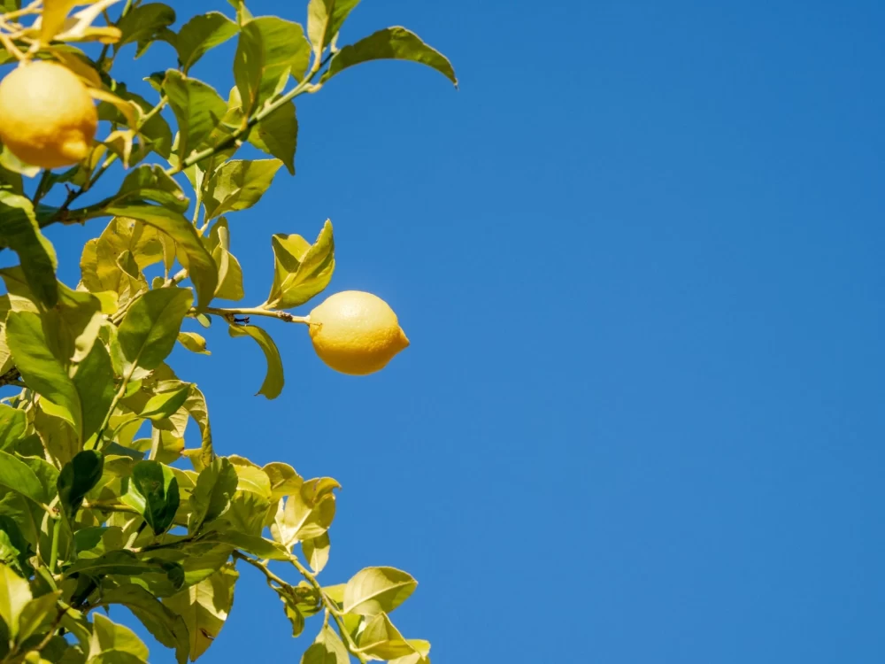 علت باردهی کم درخت لیمو