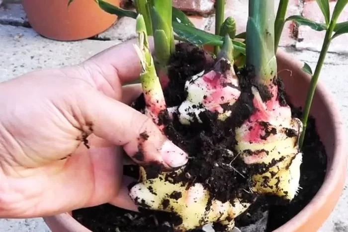 پرورش زنجبیل در گلخانه 