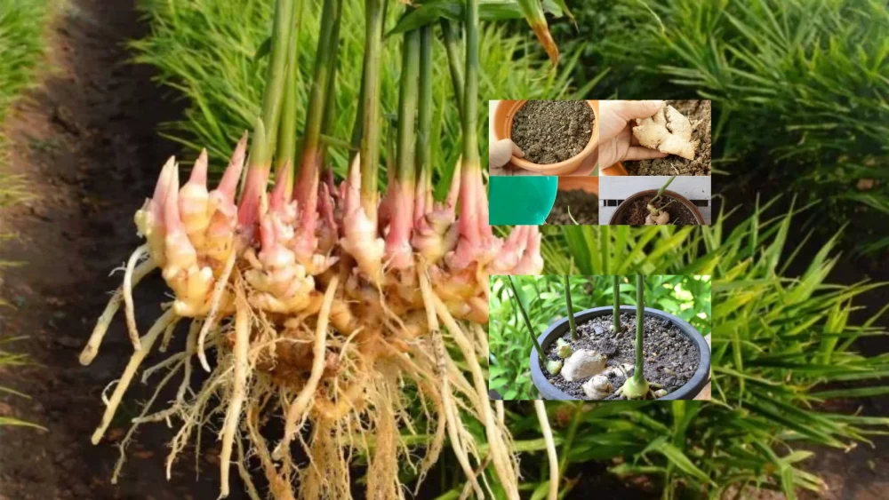 کاشتن زنجبیل