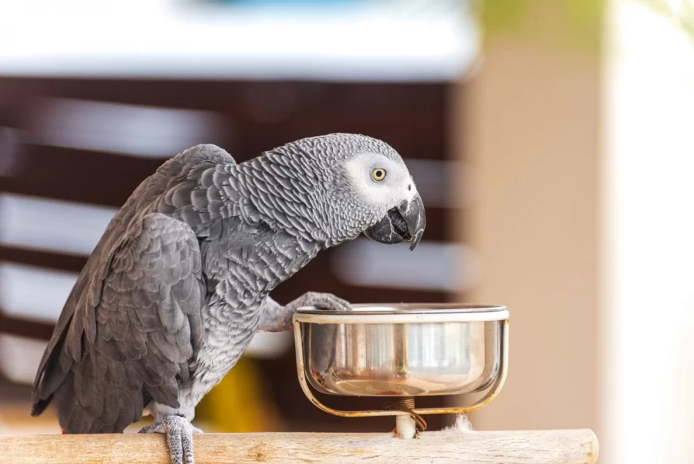 غذای مناسب کاسکو