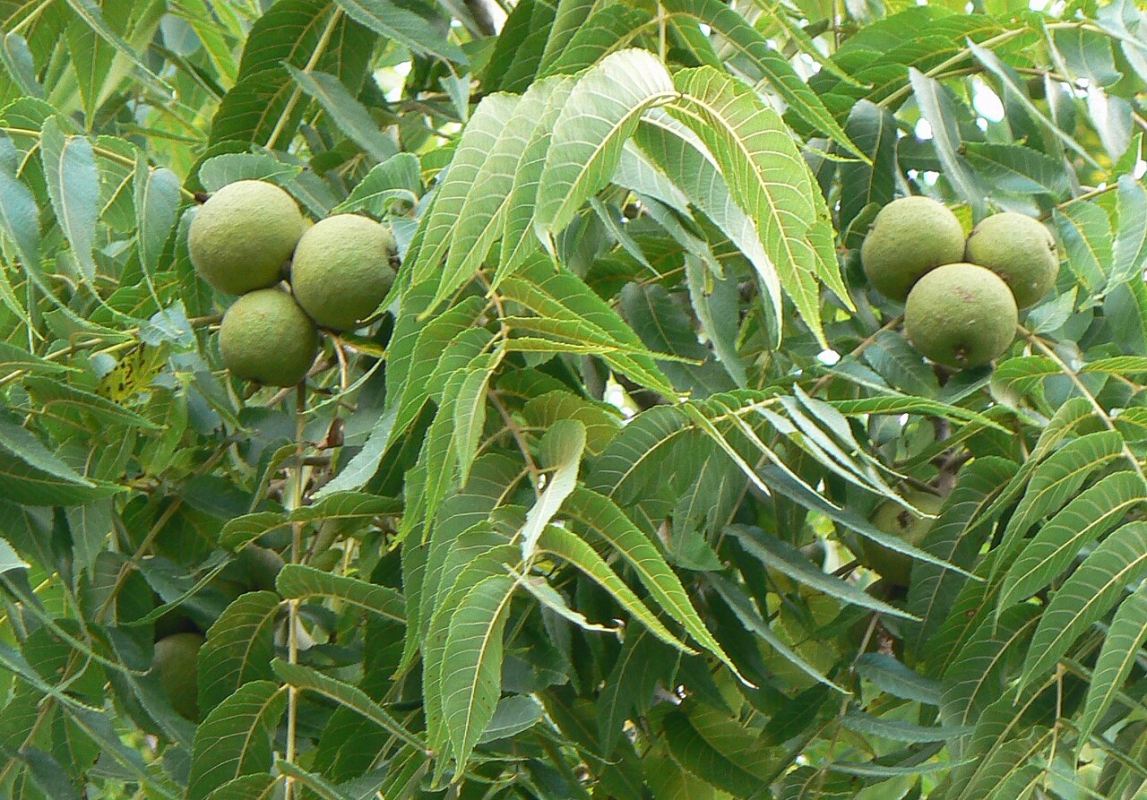 تکثیر درخت گردو