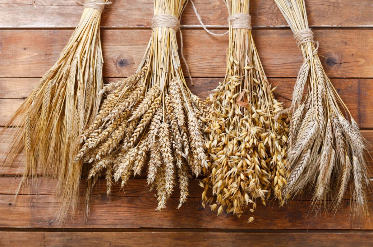فواید نان جو برای معده