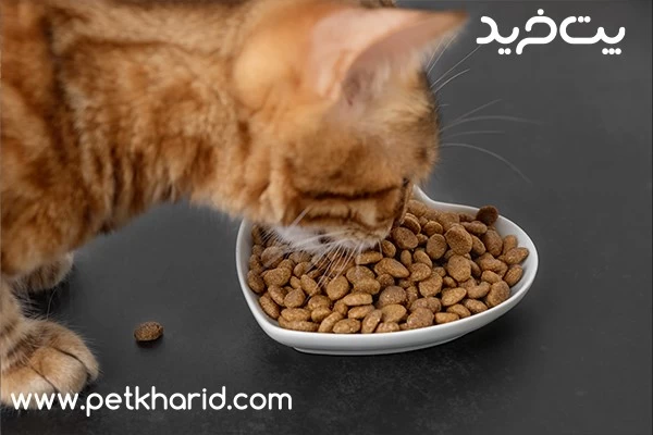 مواد تشکیل‌دهنده غذای خشک گربه | بررسی ترکیبات اصلی و نکات خرید