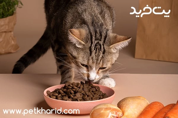 مواد تشکیل‌دهنده غذای خشک گربه | بررسی ترکیبات اصلی و نکات خرید
