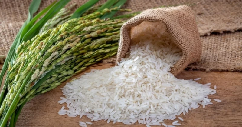 تفاوت برنج طارم، هاشمی و صدری ! کدام برنج ایرانی بهتر است ؟
