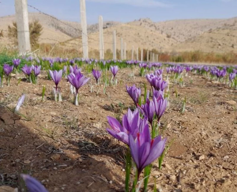 کود مناسب زعفران برای پیازهای سالم و مرغوب