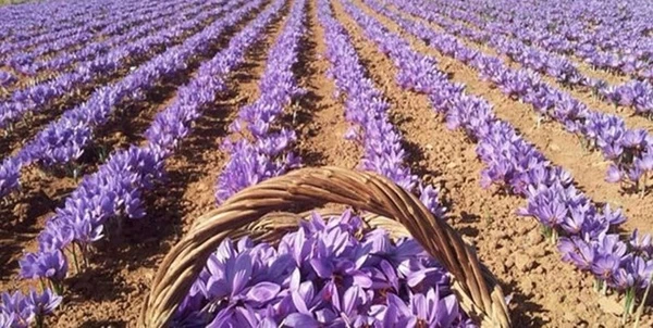 کود مناسب زعفران برای پیازهای سالم و مرغوب