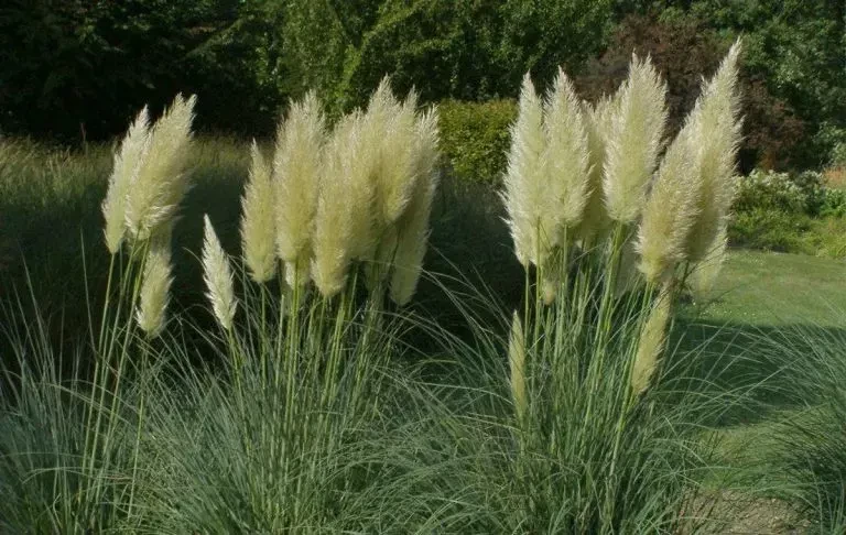 نحوه مصرف طباشیر (تباشیر)؛ برای درمان کیست تخمدان