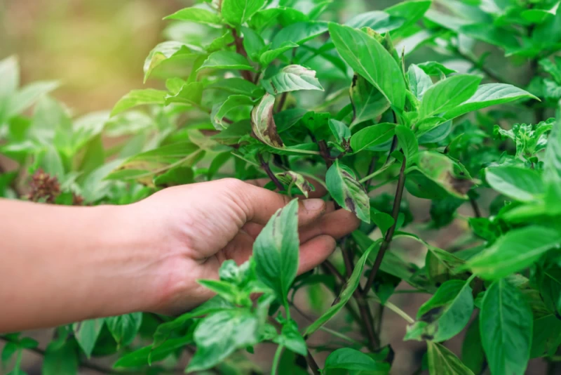 بهترین روش نگهداری ریحان در یخچال برای له و خراب نشدن