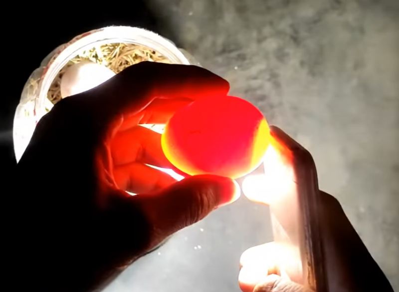 نحوه ساخت دستگاه جوجه کشی خانگی با جعبه پلاستیکی